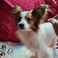 Sable, a female Papillon for sale in Mountain City, TN – Photo 6 of 10