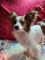 processed/a4c7719a-8c1c-40f6-a437-e244a32b941a/listing/46438ba7-b190-4702-b5d8-73a65c5b88aa/270f7191-1bd3-4a48-ad7f-b4cce7ee54e9