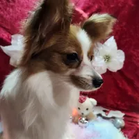 Sable, a female Papillon for sale in Mountain City, TN – Photo 1 of 10