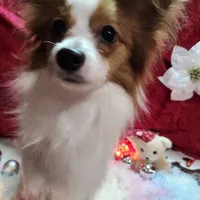 Sable, a female Papillon for sale in Mountain City, TN – Photo 2 of 10