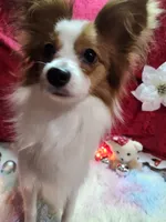 processed/a4c7719a-8c1c-40f6-a437-e244a32b941a/listing/46438ba7-b190-4702-b5d8-73a65c5b88aa/4a858080-ba4b-43cc-ab63-52fb04fd6c16