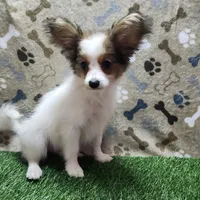 Sable, a female Papillon for sale in Mountain City, TN – Photo 9 of 10