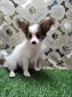 processed/a4c7719a-8c1c-40f6-a437-e244a32b941a/listing/46438ba7-b190-4702-b5d8-73a65c5b88aa/6306753d-8b7a-4d63-a369-12045b697638