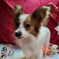 Sable, a female Papillon for sale in Mountain City, TN – Photo 3 of 10