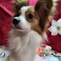 Sable, a female Papillon for sale in Mountain City, TN – Photo 8 of 10