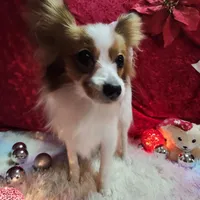 Sable, a female Papillon for sale in Mountain City, TN – Photo 10 of 10