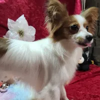 Sable, a female Papillon for sale in Mountain City, TN – Photo 7 of 10