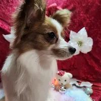 Sable, a female Papillon for sale in Mountain City, TN – Photo 4 of 10
