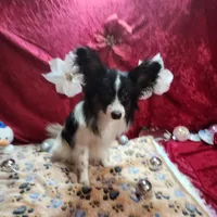 Otis, a male Papillon for sale in Mountain City, TN – Photo 4 of 10