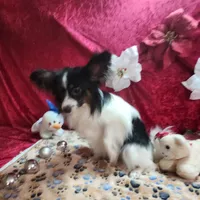 Otis, a male Papillon for sale in Mountain City, TN – Photo 6 of 10