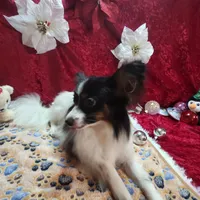 Otis, a male Papillon for sale in Mountain City, TN – Photo 10 of 10