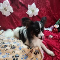 Otis, a male Papillon for sale in Mountain City, TN – Photo 3 of 10
