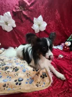 processed/a4c7719a-8c1c-40f6-a437-e244a32b941a/listing/4a4fdcd1-7c25-4091-9e37-e99e261e1c2b/4f7f562f-1c34-4ffc-937d-33d480e2b653