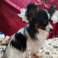 Otis, a male Papillon for sale in Mountain City, TN – Photo 2 of 10