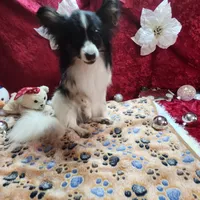 Otis, a male Papillon for sale in Mountain City, TN – Photo 7 of 10