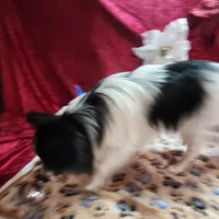 Otis, a male Papillon for sale in Mountain City, TN – Photo 5 of 10