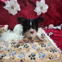 Otis, a male Papillon for sale in Mountain City, TN – Photo 8 of 10