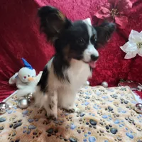 Otis, a male Papillon for sale in Mountain City, TN – Photo 9 of 10