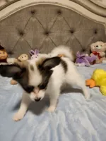 Boy 3, a male Papillon for sale in Mountain City, TN – 10 of 10