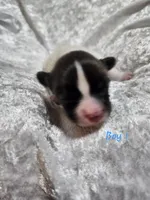 Boy 1, a male Papillon for sale in Mountain City, TN – 3 of 6