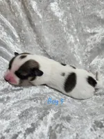 Boy 3, a male Papillon for sale in Mountain City, TN – 6 of 6