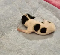 Boy, a male Papillon for sale in Mountain City, TN – Photo 5 of 10