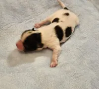 Boy, a male Papillon for sale in Mountain City, TN – Photo 3 of 10