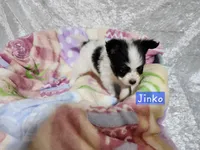 Jinko / Boy , a male Papillon for sale in Mountain City, TN – Photo 3 of 10