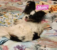 Boy, a male Papillon for sale in Mountain City, TN – Photo 10 of 10