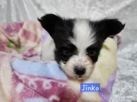 Jinko / Boy , a male Papillon for sale in Mountain City, TN – Photo 6 of 10