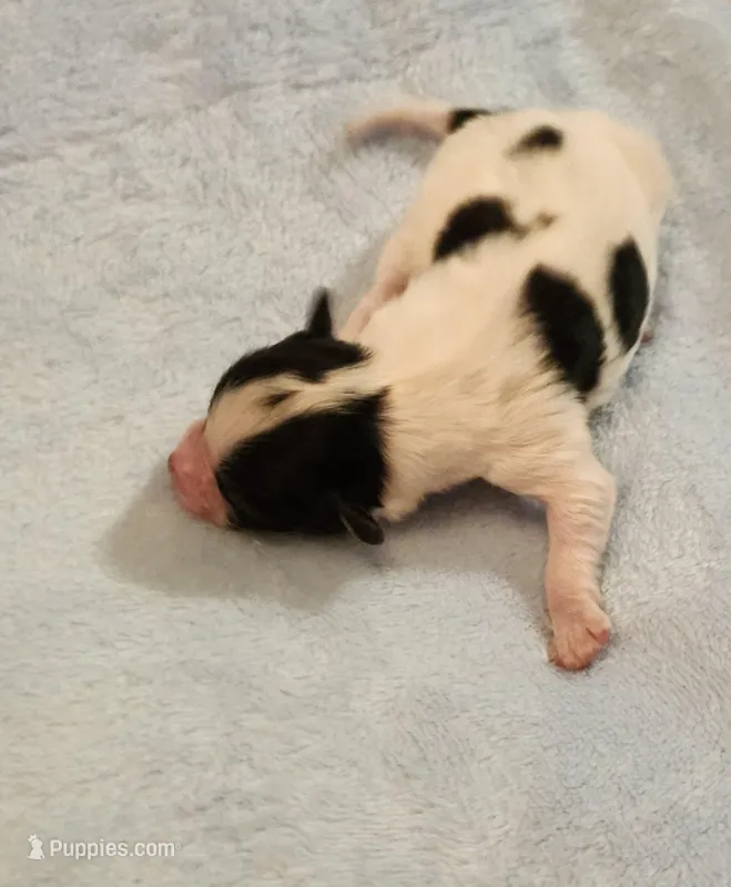 Boy – Papillon puppy for sale in Mountain City, TN