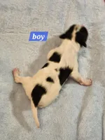 Boy, a male Papillon for sale in Mountain City, TN – Photo 8 of 10