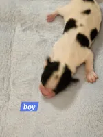 Boy, a male Papillon for sale in Mountain City, TN – Photo 7 of 10