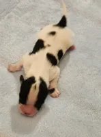 Boy, a male Papillon for sale in Mountain City, TN – Photo 9 of 10