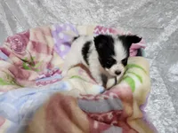 Jinko / Boy , a male Papillon for sale in Mountain City, TN – Photo 2 of 10