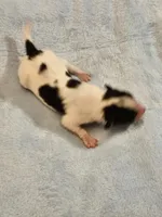 Boy, a male Papillon for sale in Mountain City, TN – Photo 6 of 10