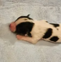 Boy, a male Papillon for sale in Mountain City, TN – Photo 2 of 10