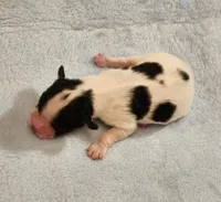 Boy, a male Papillon for sale in Mountain City, TN – Photo 4 of 10