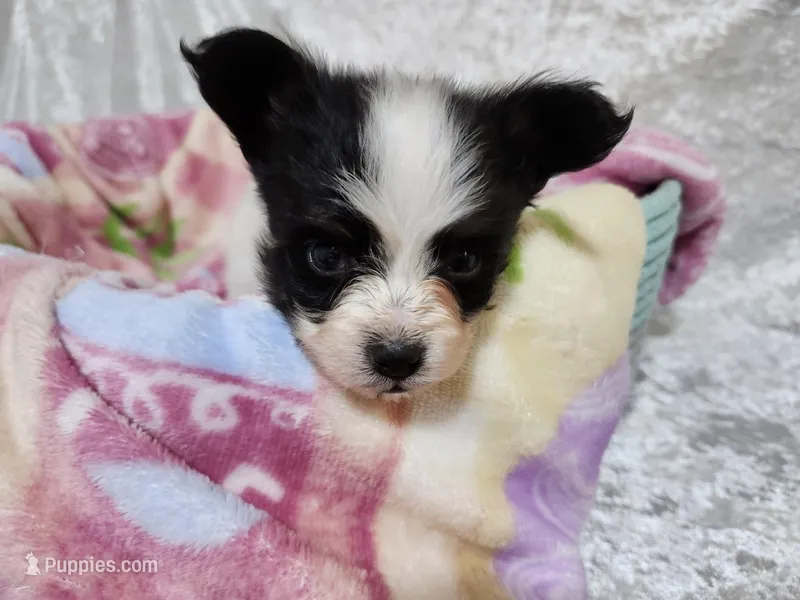 Jinko / Boy  – Papillon puppy for sale in Mountain City, TN