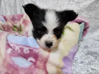 Jinko / Boy , a male Papillon for sale in Mountain City, TN – Photo 1 of 10