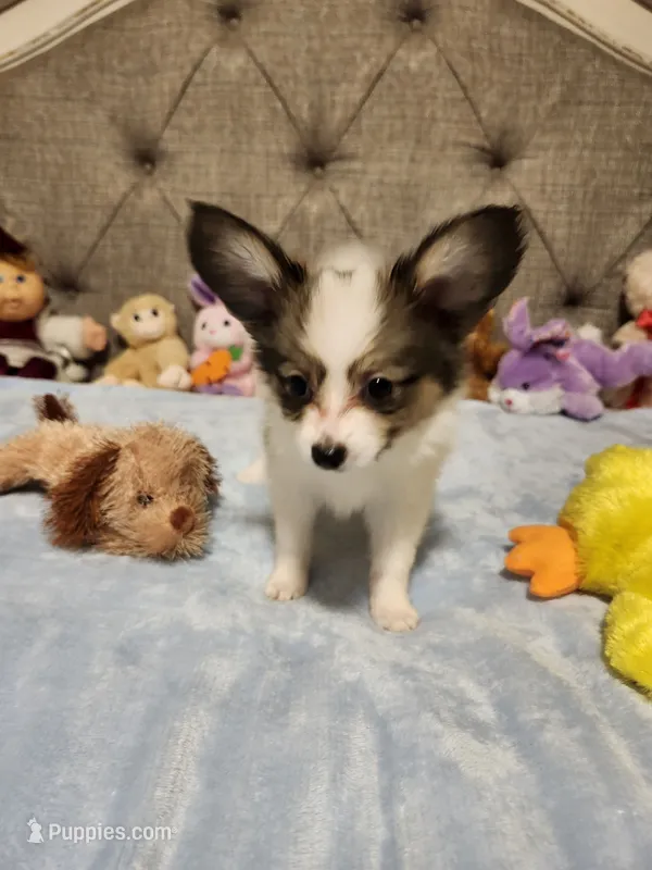 Boy 3 – Papillon puppy for sale in Mountain City, TN