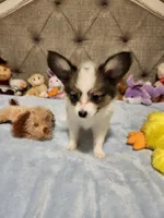 Boy 3, a male Papillon for sale in Mountain City, TN – 1 of 10