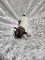 Girl 1, a female Papillon for sale in Mountain City, TN – 6 of 6