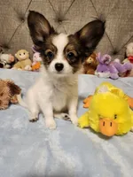 Boy 2, a male Papillon for sale in Mountain City, TN – 8 of 10