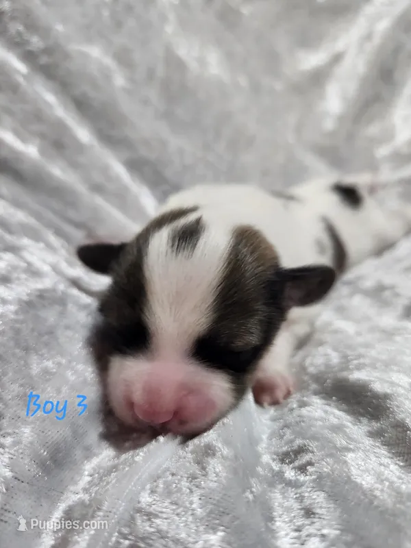 Boy 3 – Papillon puppy for sale in Mountain City, TN