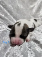 Boy 3, a male Papillon for sale in Mountain City, TN – 1 of 6