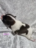 Girl 3, a female Papillon for sale in Mountain City, TN – 3 of 6