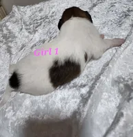 Girl 1, a female Papillon for sale in Mountain City, TN – 4 of 10