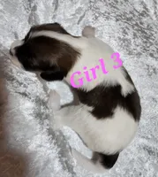 Girl 3, a female Papillon for sale in Mountain City, TN – 3 of 9