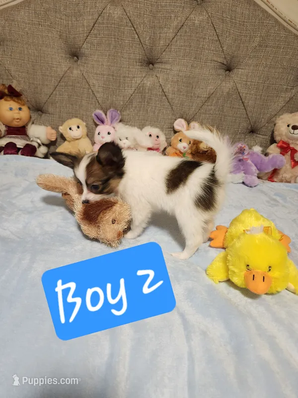 Boy 2 – Papillon puppy for sale in Mountain City, TN